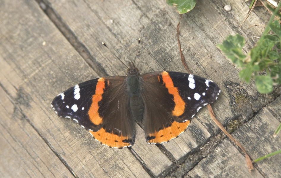 redadmiral4818