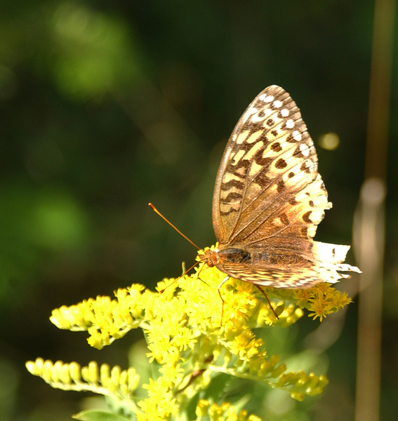 Speyeria cybele