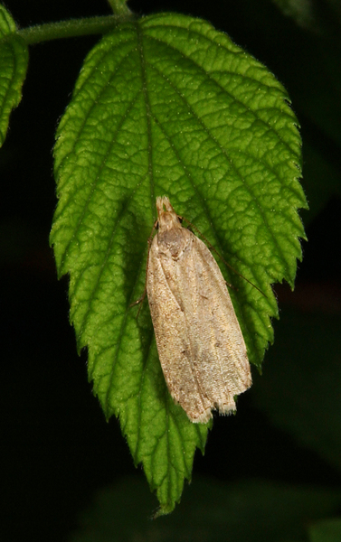 Oecophoridae9858