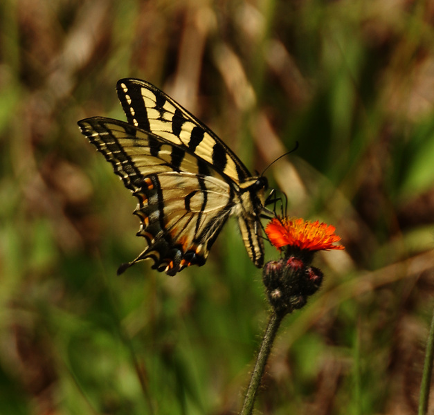 Papilio canadensis