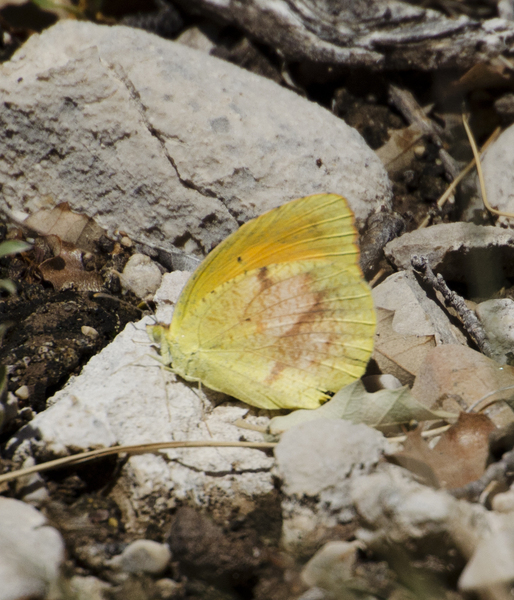 Eurema7287