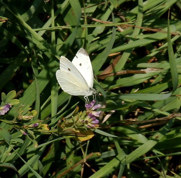 Pieris