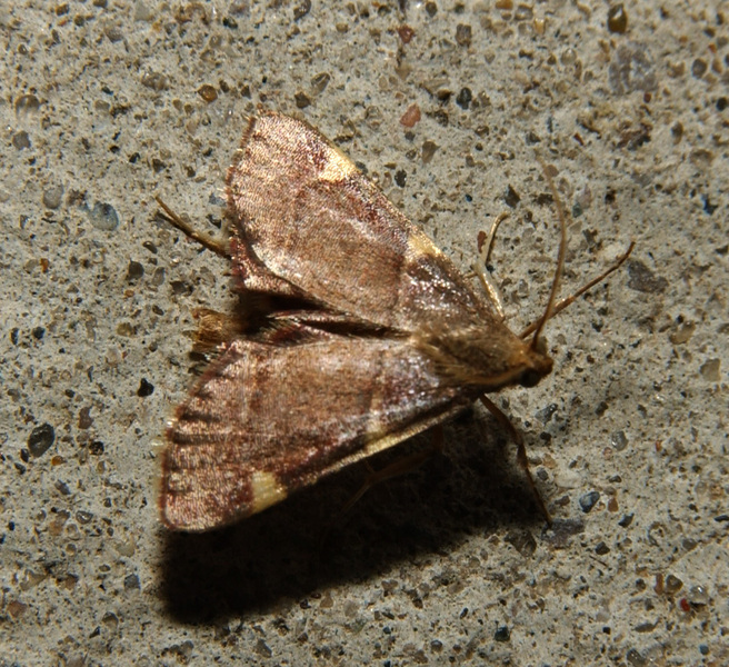 moth5138