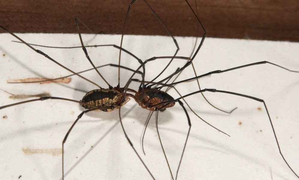 Opiliones