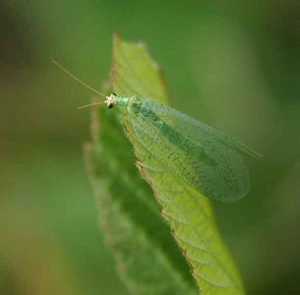 Neuroptera