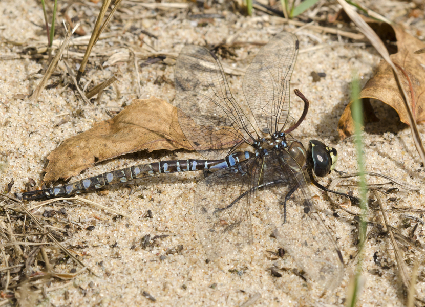 Odonata