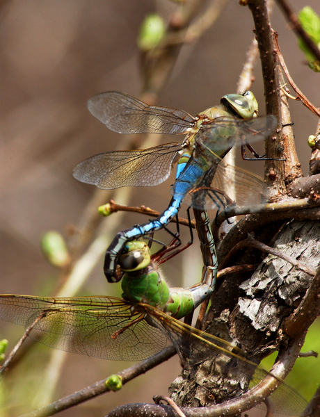 Anax junius