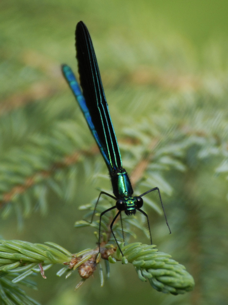 Calopteryx maculata