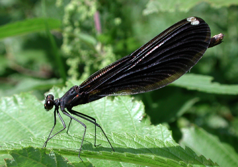 Calopteryx