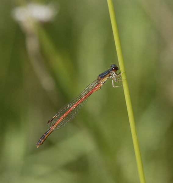 Coenagrionidae