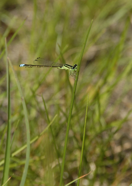 Coenagrionidae