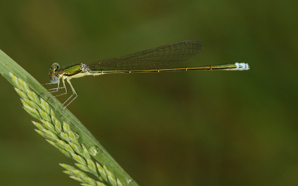 Eumetazoa