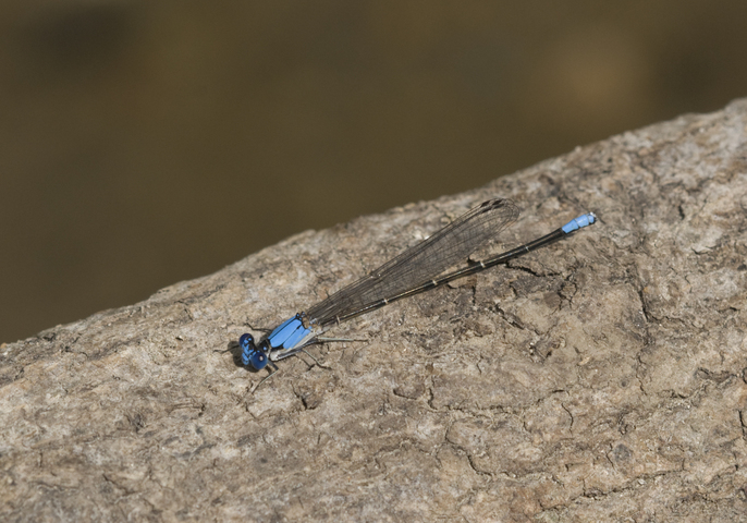 Photo of Argia apicalis