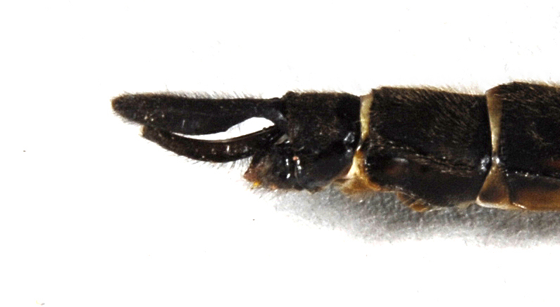 Corduliidae