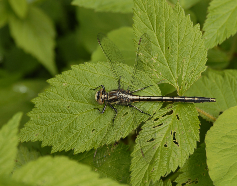 Gomphus spicatus