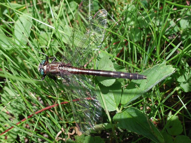 Gomphus spicatus