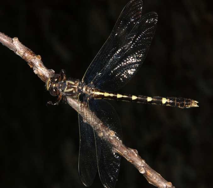 Odonata