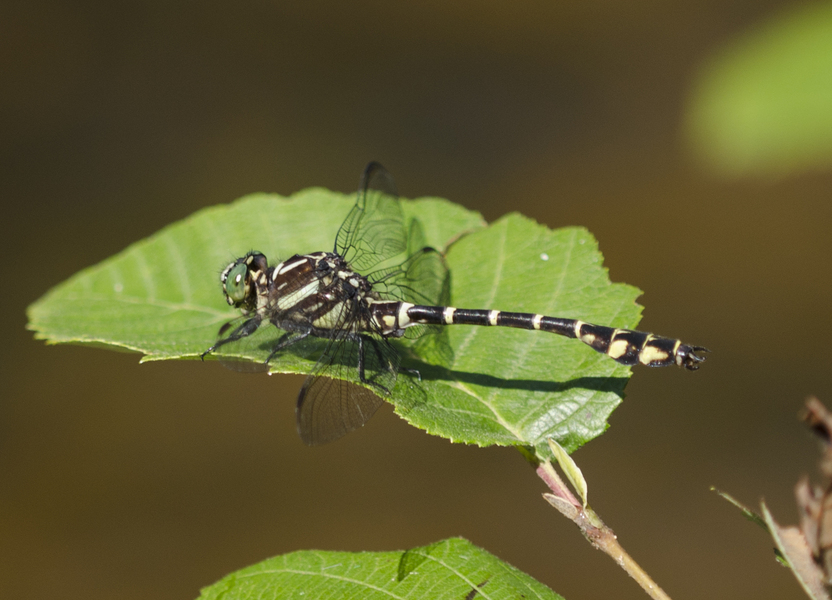 Odonata