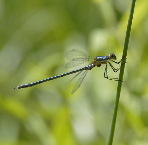 Photo of Lestes dryas