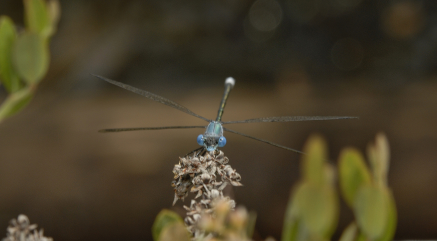 Photo of Lestes eurinus