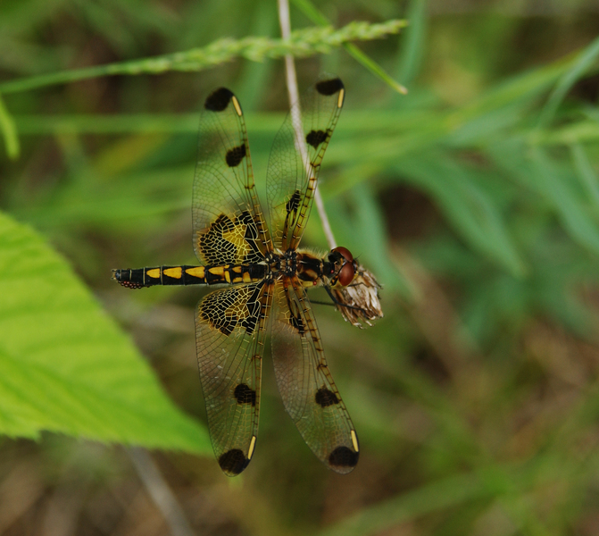 Libelluloidea