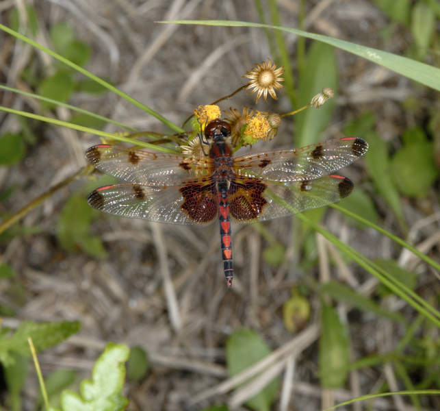 Libellulidae