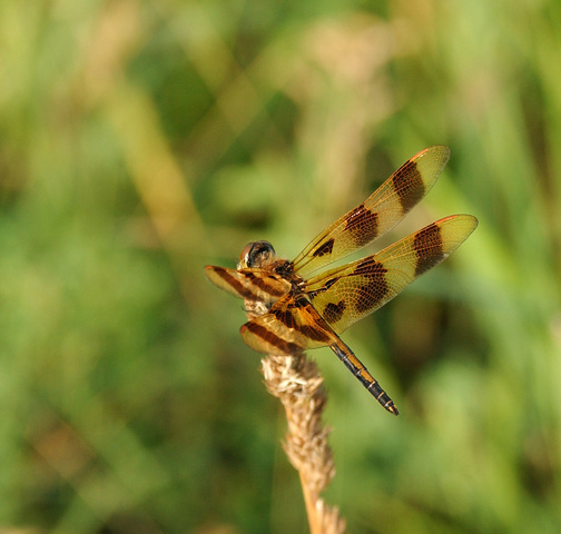 ADW: Celithemis eponina: INFORMATION