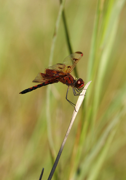 Celithemis