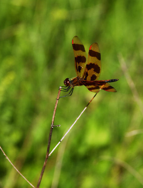 celithemis_eponina5401