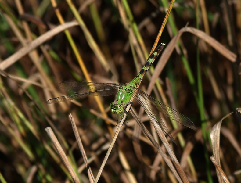 Erythemis