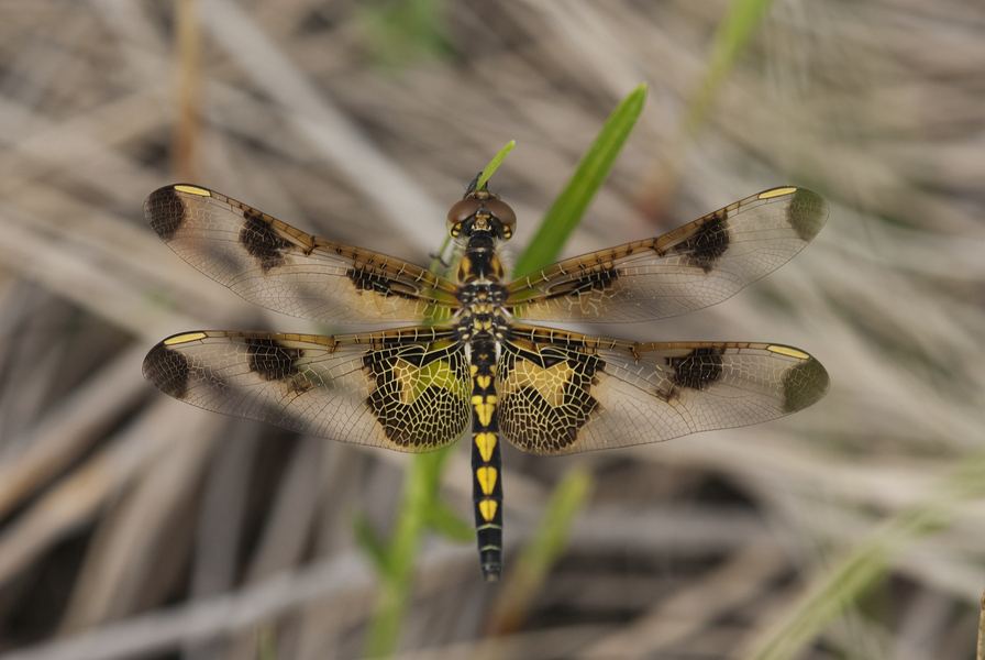 Celithemis elisa