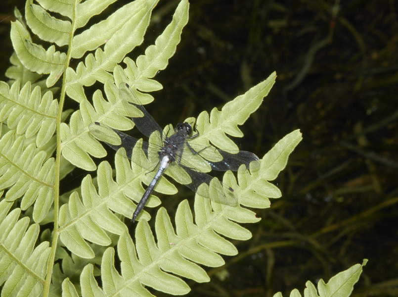 Leucorrhinia0030