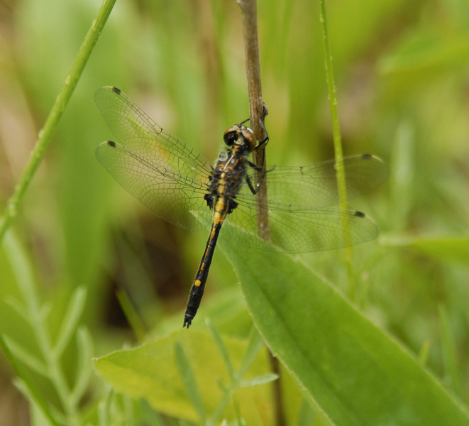 Libellulidae