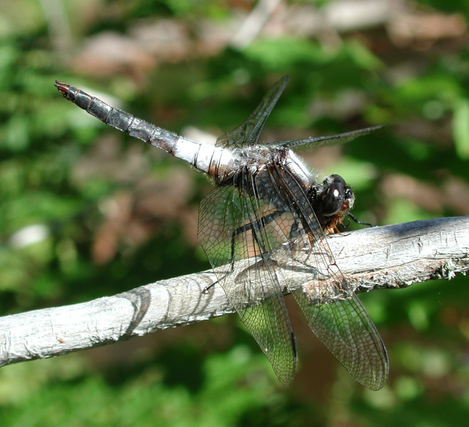 Libellulidae