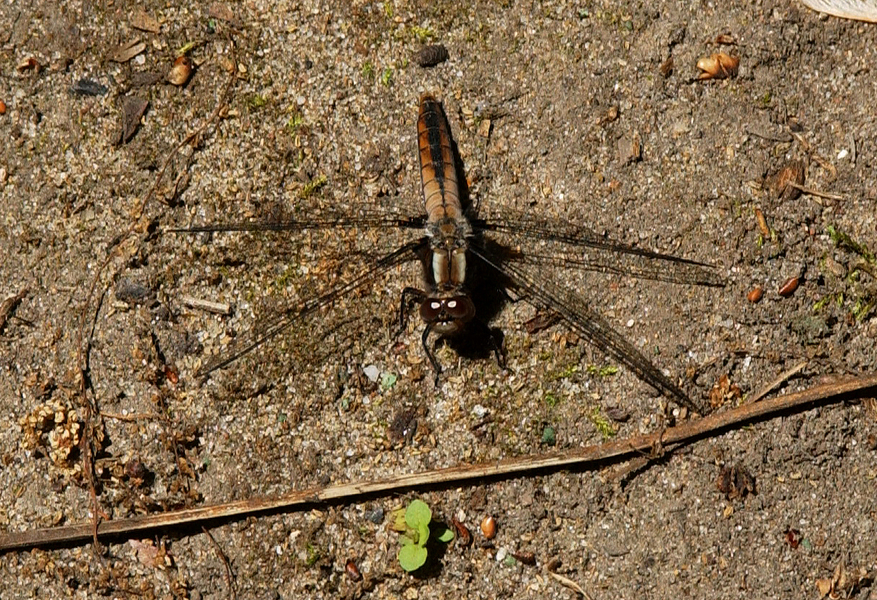 Libellulidae