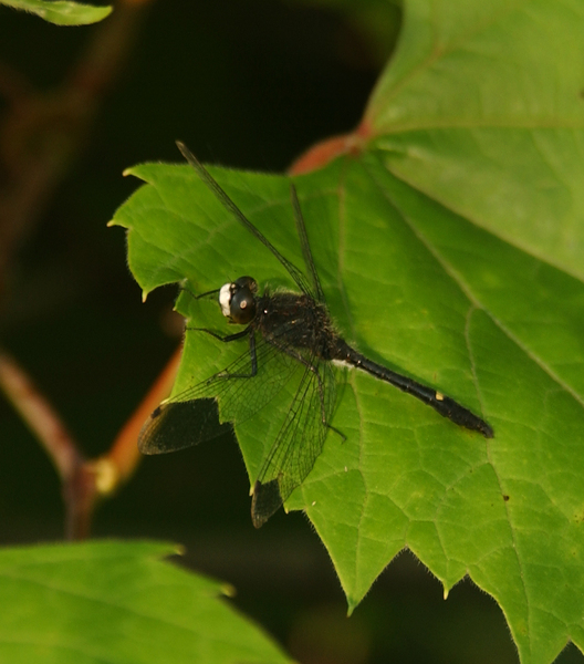 Libellulidae