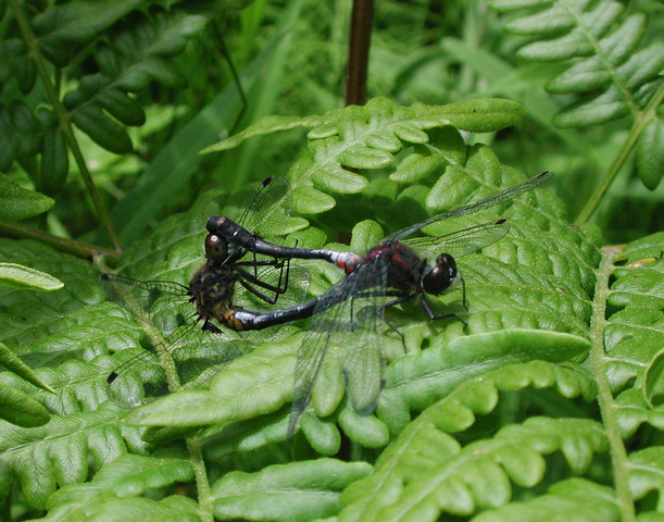 Photo of Leucorrhinia glacialis