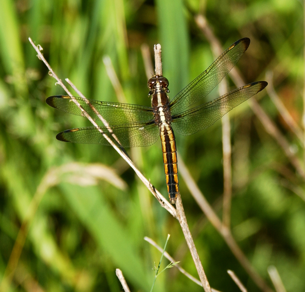 Libelluloidea