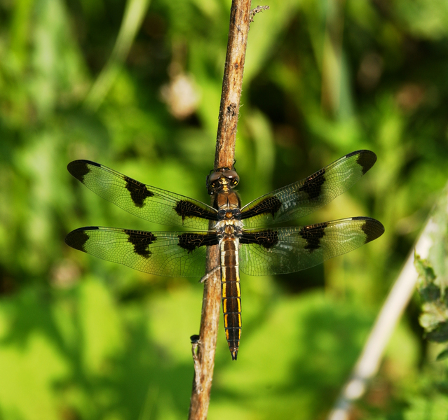 Libellulidae
