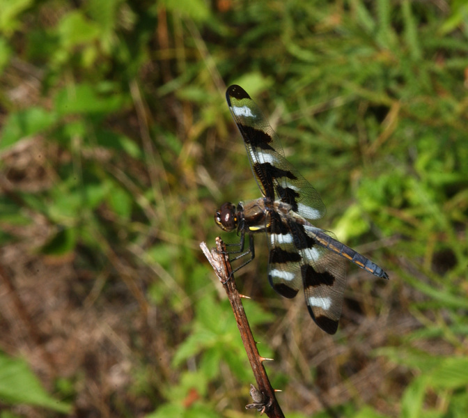 libellula_pulchella8666