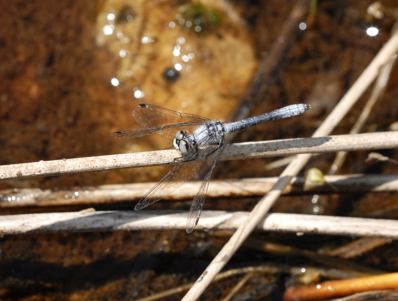 Libellulidae