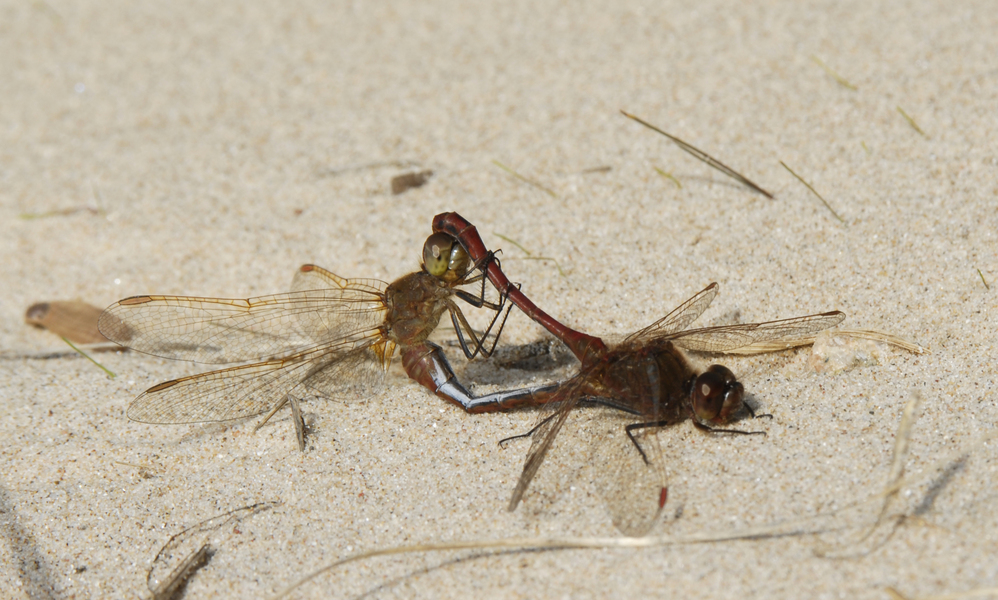 Sympetrum_costiferum0035