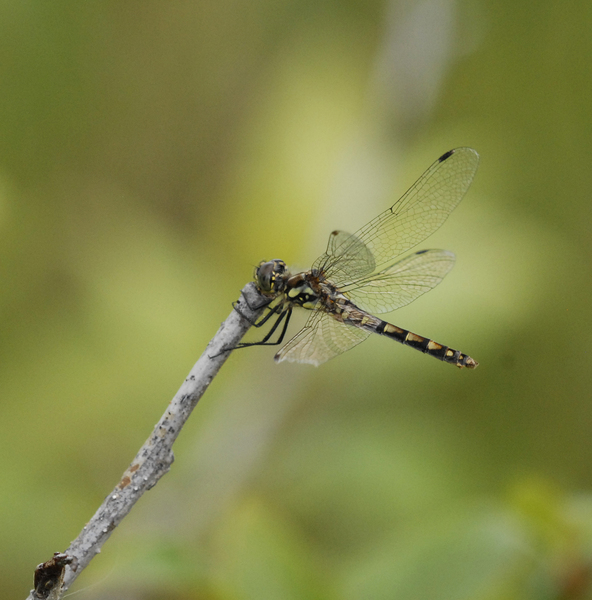 Sympetrum