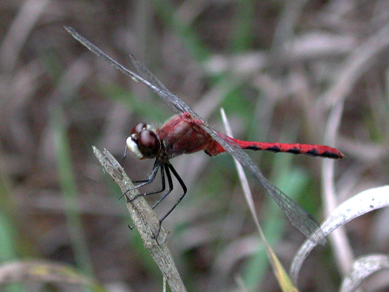 Sympetrum_obtrusum