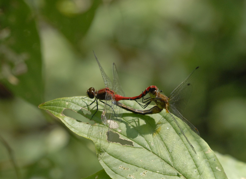 Sympetrum_wheel5040