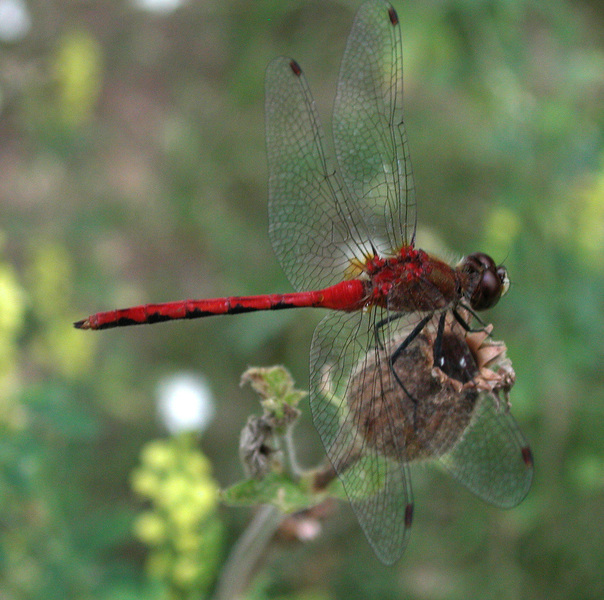 Libellulidae