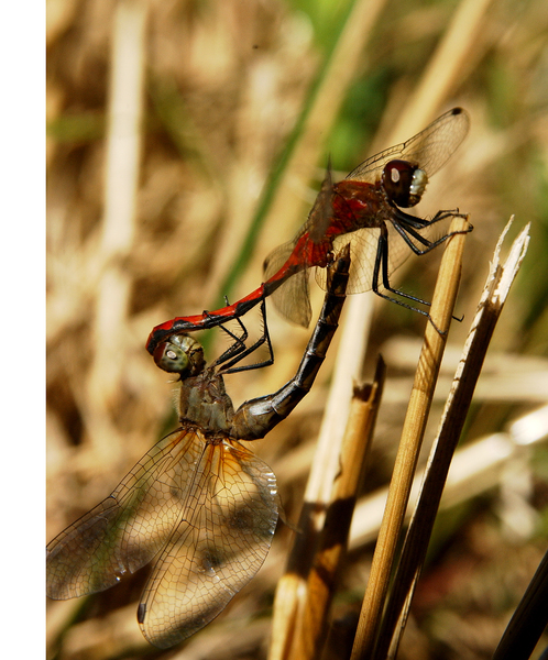 Sympetrum vicinum