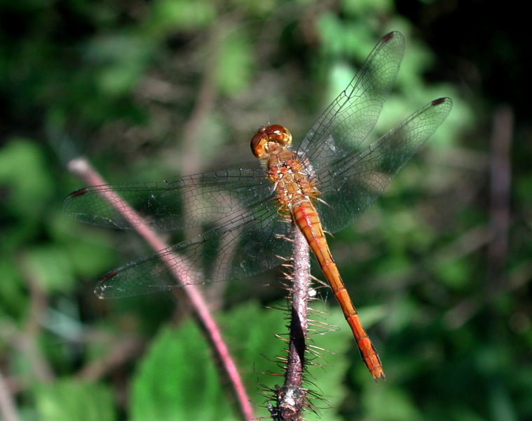 sympetrum_obtrusum_top