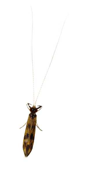 Trichoptera