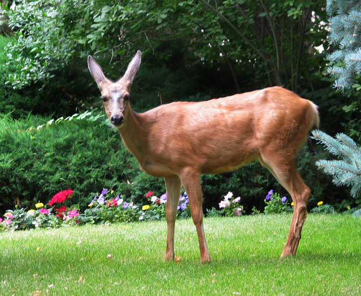 Odocoileus hemionus